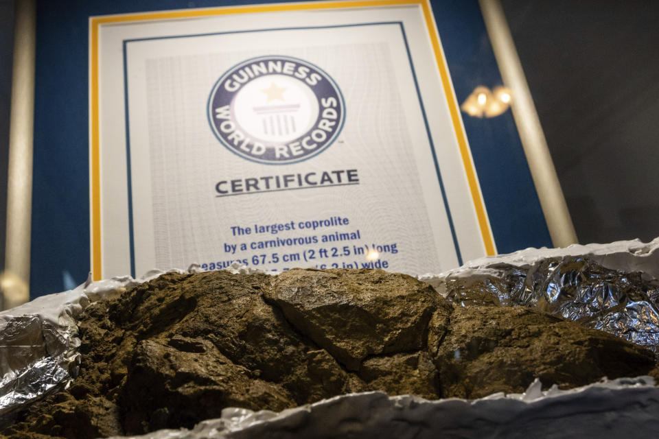 A fossilized coprolite in a casting at the "Poozeum" is shown, Friday, June 7, 2024 in Williams, Ariz. The museum in northern Arizona along Route 66 features the fossilized feces of prehistoric animals. Frandsen has been collecting the fossils known as coprolites for nearly three decades. His museum features roughly 7,000 fossils, including one suspected to be from a Tyrannosaurus rex. Frandsen holds two Guinness Book of World Records titles for parts of his collection. (AP Photo/Ty ONeil)