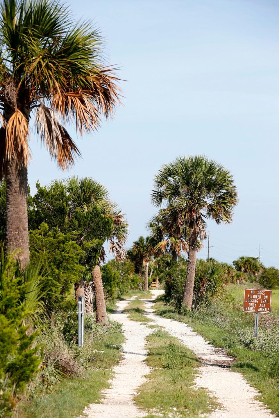 The McQueen's Island Trail winds through the palms and marsh along the bed of the former Central of Georgia Railway.