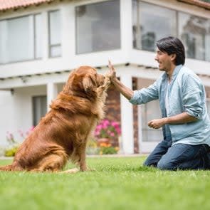 Man training his golden retriever in his backyard