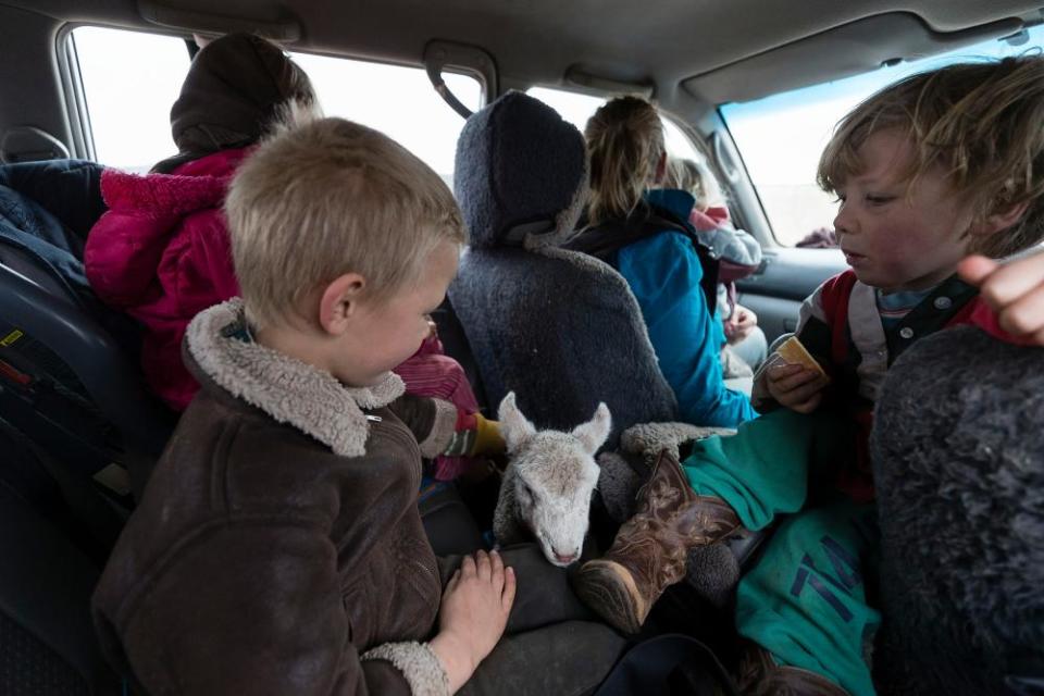 The Taylor family take a sheep orphaned from the flock on their family farm.