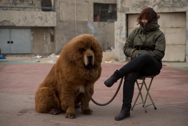 A Tibetan mastiff dog is displayed for sale at a mastiff show in Baoding, Hebei province, south of Beijing on March 9, 2013