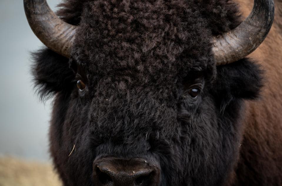 A bison in a holding pen, Sept. 8, 2022, near Lindbergh Hill at the Grand Canyon North Rim, Arizona.