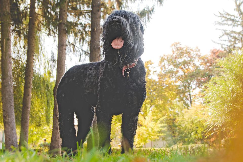 black russian terrier standing in forest