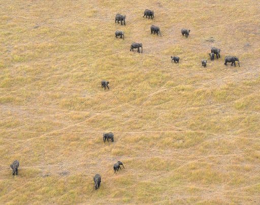 In this June 2014 photo provided by Vulcan Inc., African savanna elephants graze in Serengeti National Park in Tanzania. The number of savanna elephants in Africa is rapidly declining and the animals are in danger of being wiped out as international and domestic ivory trades continue to drive poaching across the continent, according to a study released Wednesday, Aug. 31, 2016. (Great Elephant Census, Vulcan Inc. via AP)