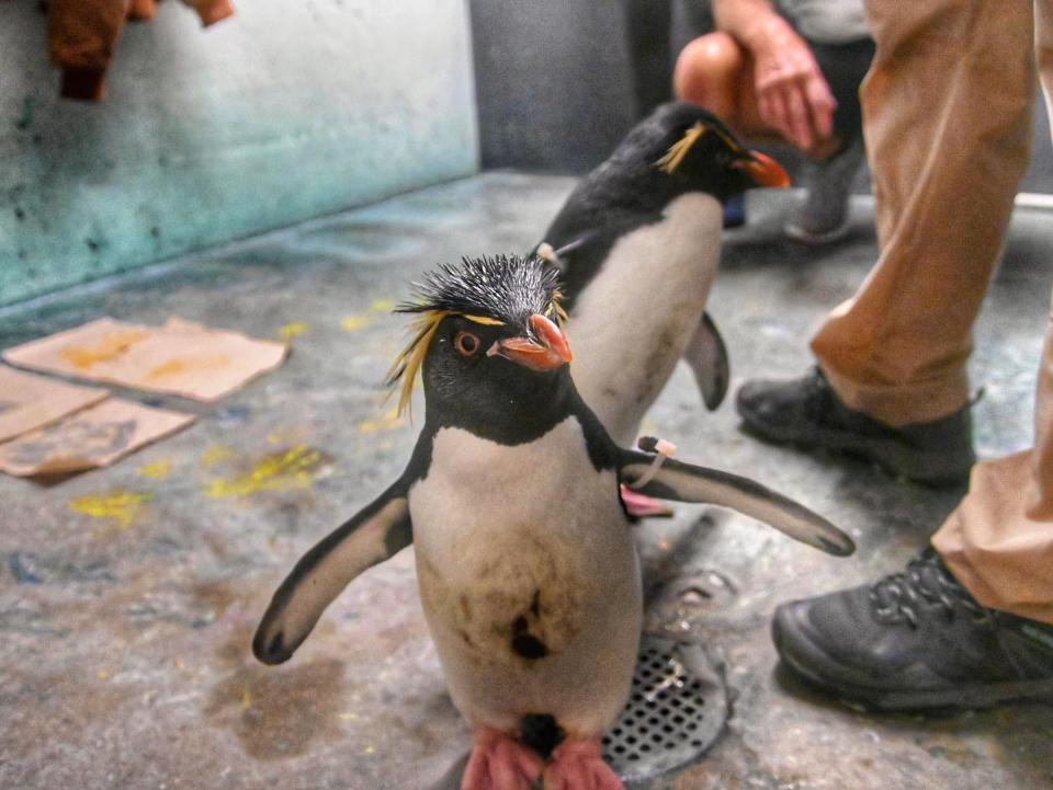 Penguins participate in the Animal Art experience at the Indianapolis Zoo.