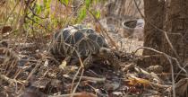 <p>Die burmesische Sternschildkröte kommt ausschließlich in der zentralen Trockenzone von Myanmar vor. Seit den 1990er-Jahren ist sie allerdings vom Aussterben bedroht, da Wildtiermärkte in Südchina mit den Tieren Handel treiben. Als Reaktion darauf startete die WCS zusammen mit Partnern der Turtle Survival Alliance und der Regierung von Myanmar ein aktives Zuchtprogramm. Heute gibt es insgesamt 14.000 Tiere. Ungefähr 750 wurden bereits in Schutzgebiete entlassen. (Bild: WCS/TSA) </p>