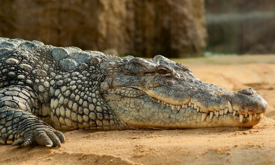 動物園裡的鱷魚給人一種慵懶溫馴的錯覺。（示意圖／翻攝自pixabay）
