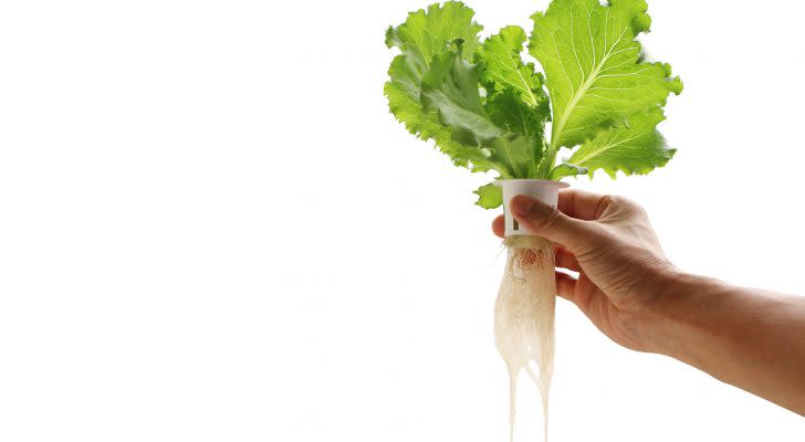 Hand of young man holding a white hydroponic pot with vegetable seedlings growing on a sponge