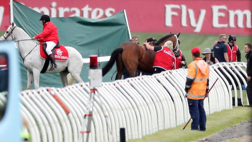 Regal Monarch, pictured here after falling in Race 4 on Melbourne Cup day in 2017.