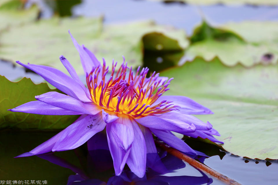 蓮緣香水蓮花園