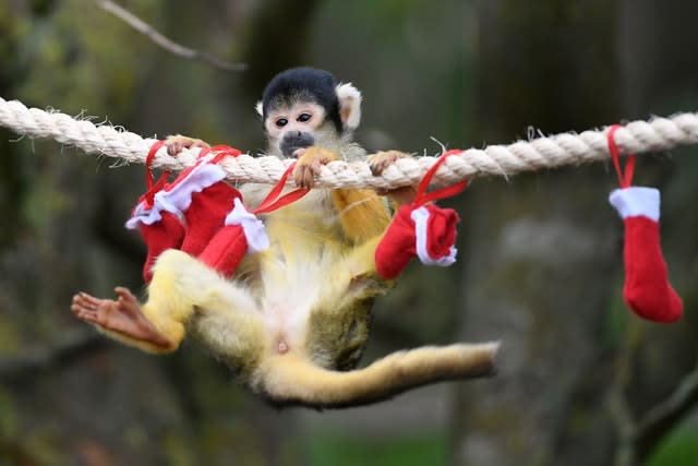 Christmas at Whipsnade Zoo