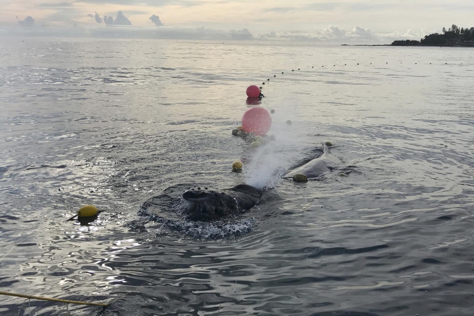 In this photo provided by Sea World Australia, a whale calf is tangled entangled in a shark net off Greenmount Beach, Australia Tuesday, Oct. 9, 2018. Experts spent almost two hours on Tuesday morning untangling the humpback calf from a net about 500 meters (yards) off the beach at Gold Coast city. (Sea World Australia via AP)