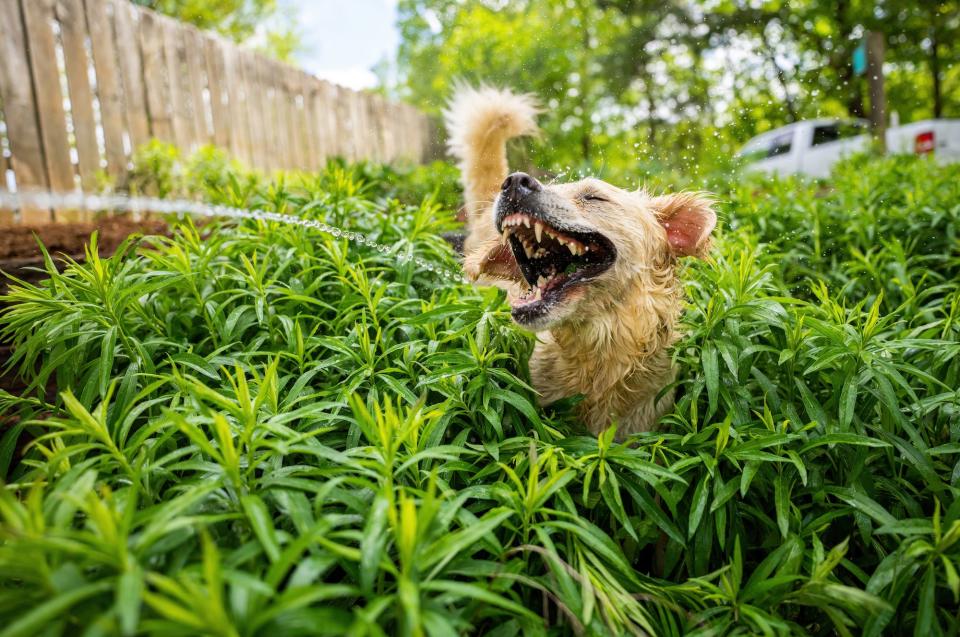 A dog drinks from a hose.