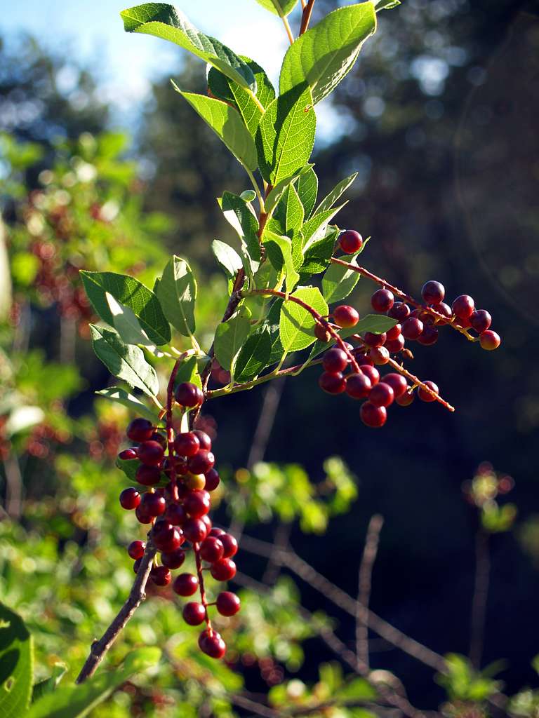 Chokecherry berries darken to deep purple by September, just as its leaves are beginning to turn shades of gold and orange.