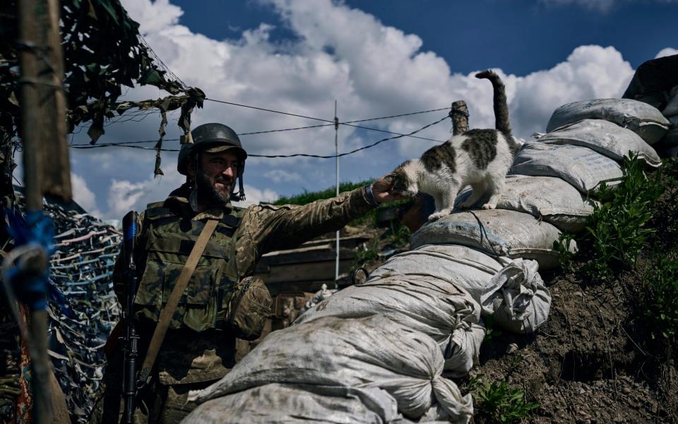 A Ukrainian soldier goes pets a cat on the frontline in the village of New York, Donetsk - Libkos/AP