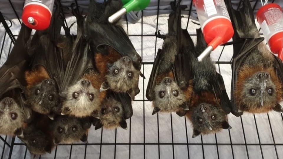 <div class="inline-image__credit">Fly By Night Bat Clinic</div>