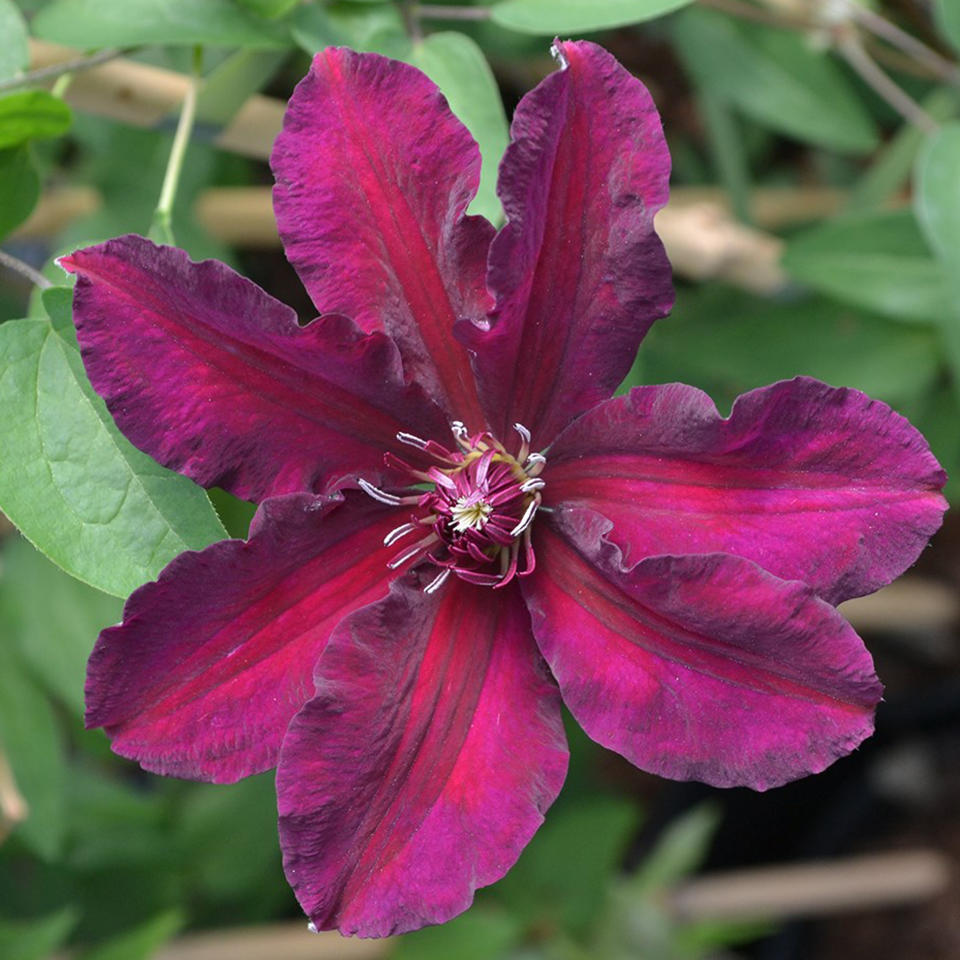 “Clematis Meghan” blüht zweimal im Jahr und zählt zu den Hahnenfußgewächsen. (Bild: RHS Plants)