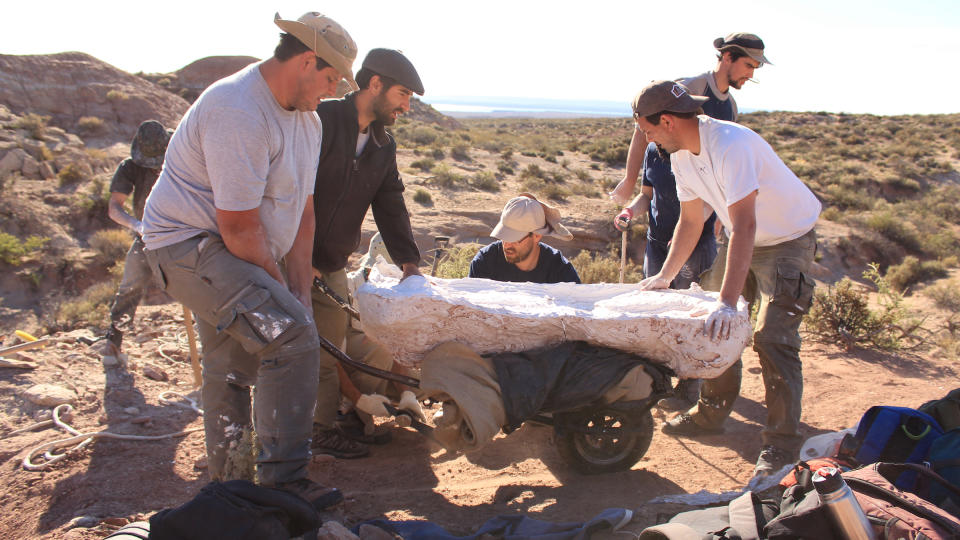 Excavators lift an enormous fossil that has been covered in a protective cast.