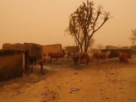 Cattle is seen following the March 23 attack by militiamen that killed about 160 Fulani people, in Ogossagou Village, Mali, March 31, 2019 in this handout picture obtained April 18, 2019. ICRC via REUTERS