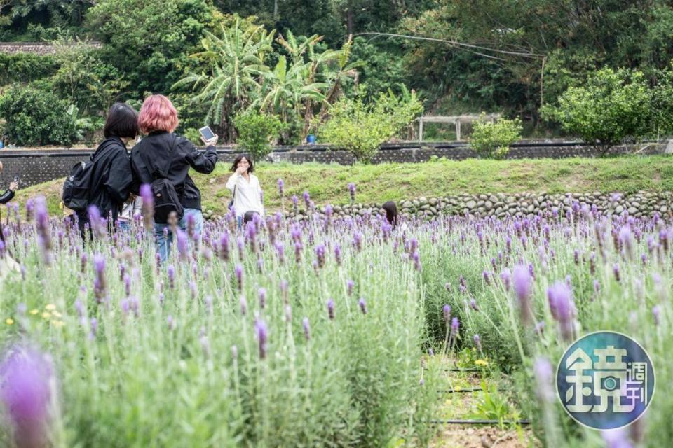 每年一到薰衣草花期，「葛瑞絲香草田」即讓民眾免費入園參觀。