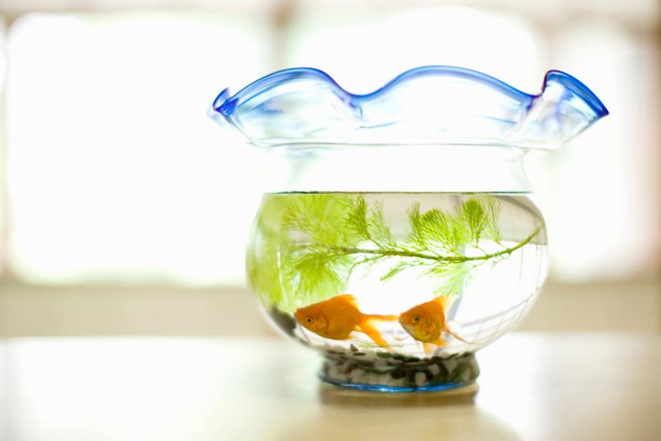 glass fishbowl with blue rim and goldfish inside