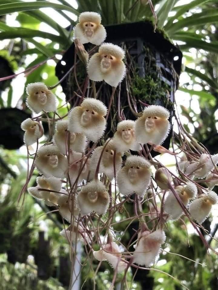 Dracula simia, also called the monkey orchid, seen in Singapore. (Photo: Facebook/San YC Wang)