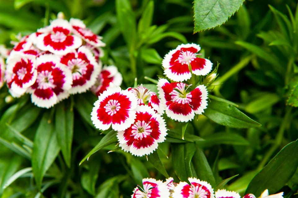 dianthus barbatus sweet william flower