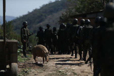 A pig is pictured as Brazilian Army soldiers patrol during an operation against drug gangs in Alemao slums complex in Rio de Janeiro, Brazil August 20, 2018. REUTERS/Ricardo Moraes