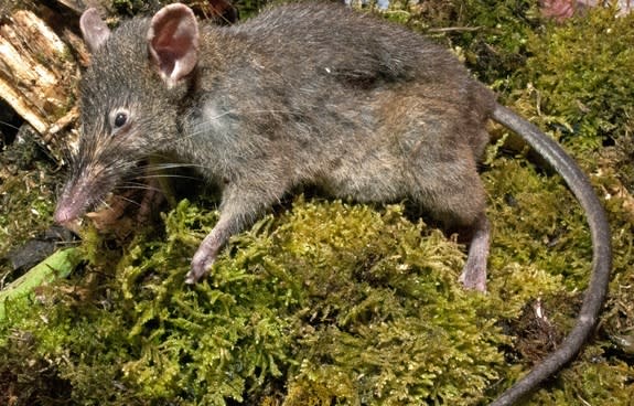 The rat lives in the Philippines and is the only known rodent species without molars.