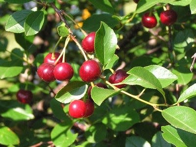 The Evans Bali sour cherry tree is tough enough to withstand our harsh North Dakota conditions.