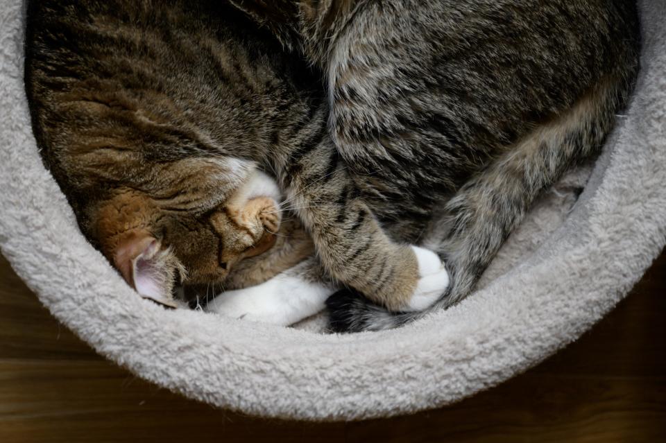 In a photo taken on April 2, 2020 a cat sleeps at the closed 2 Cats cat cafe in Seoul. - Business has been devastated by the coronavirus outbreak, with South Koreans staying at home under social distancing guidelines, and tourism disappearing. But unlike other firms, animal cafes have to stay open so that staff can look after their stock. (Photo by Ed JONES / AFP) (Photo by ED JONES/AFP via Getty Images)