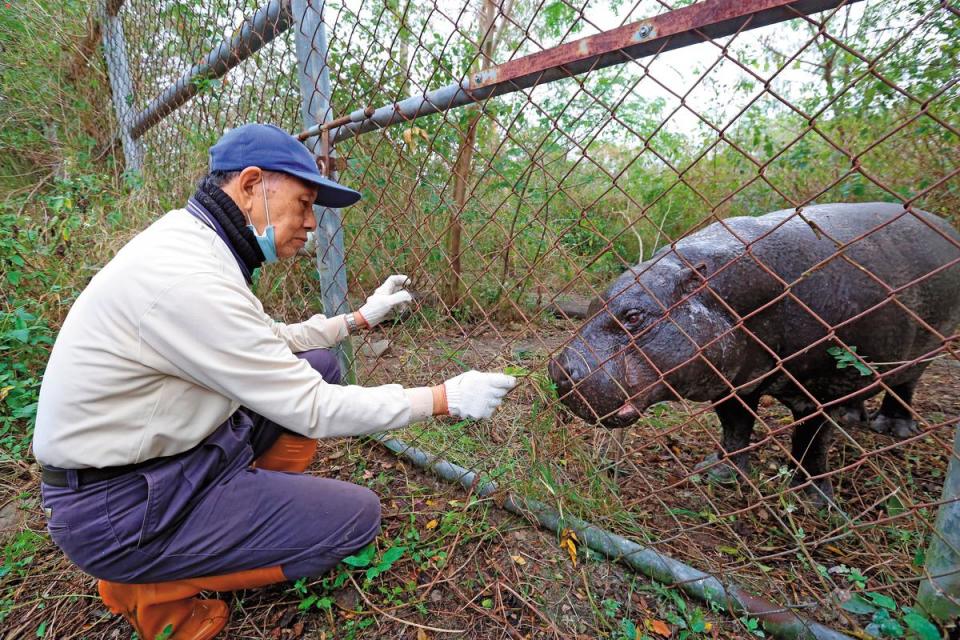 侏儒河馬在木柵動物園多年都未生育，來池上第二年便誕下小河馬「春園」。