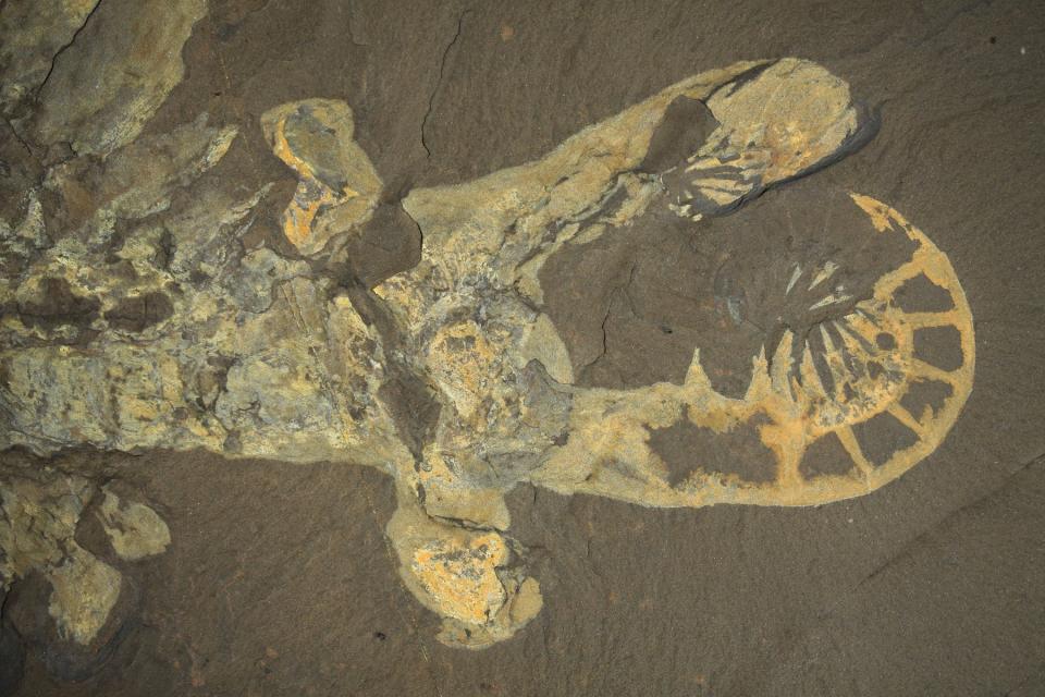 A close-up on the head of a complete specimen of Anomalocaris canadensis from the Cambrian Burgess Shale of Canada, showing the maximum frontal appendage flexure.