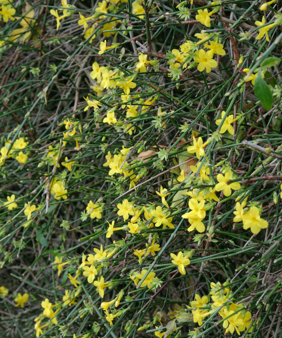 7. Winter jasmine