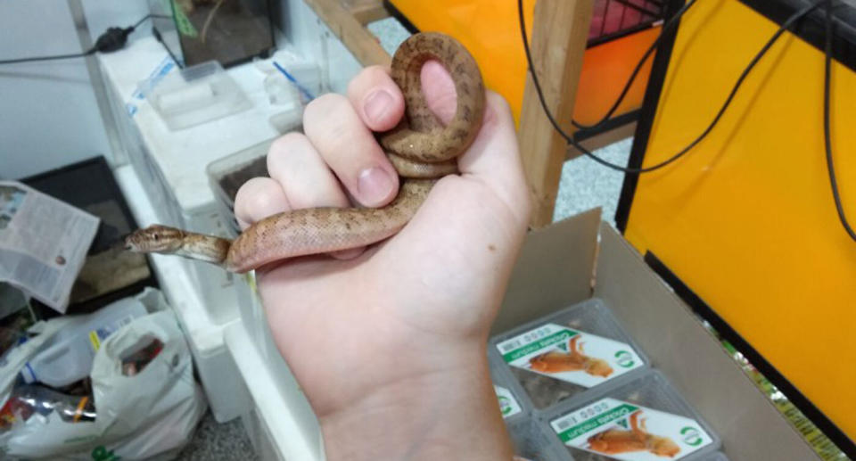 The caramel coastal python returned to Macarthur Pets and Reptile Shop.