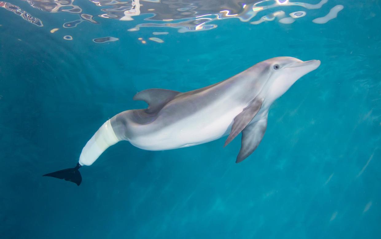 Winter, the bottlenose dophin who learned to swim again after losing her tail in a crab trap