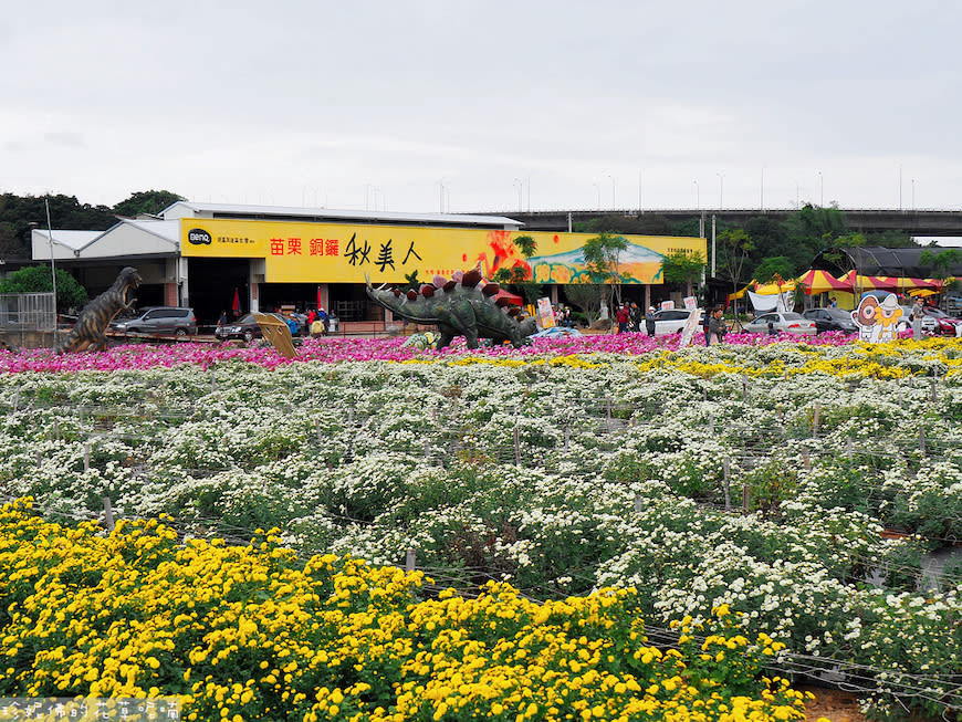 2023銅鑼杭菊芋頭節