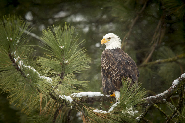 A majestic bald eagle is perched on a tree covered with snow near Coeur d’Alene, Idaho.