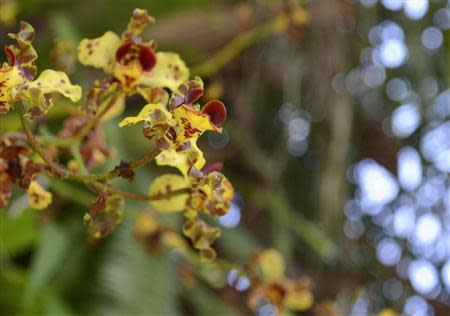 Cigar Orchids (Cyrtopodium punctatum) are seen at Fairchild Tropical Botanic Garden in Miami, Florida April 8, 2014. REUTERS/Zachary Fagenson