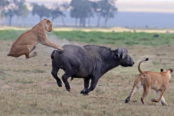 Buffalo fights off three lions in Kenya safari attack