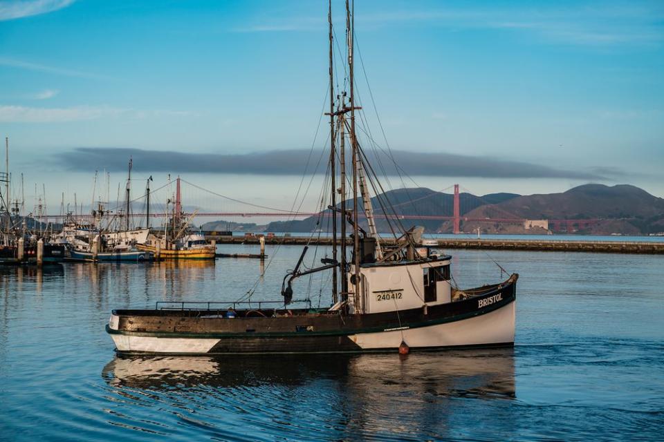 The Race Is on to Find the Next Sustainable Superstar Seafood