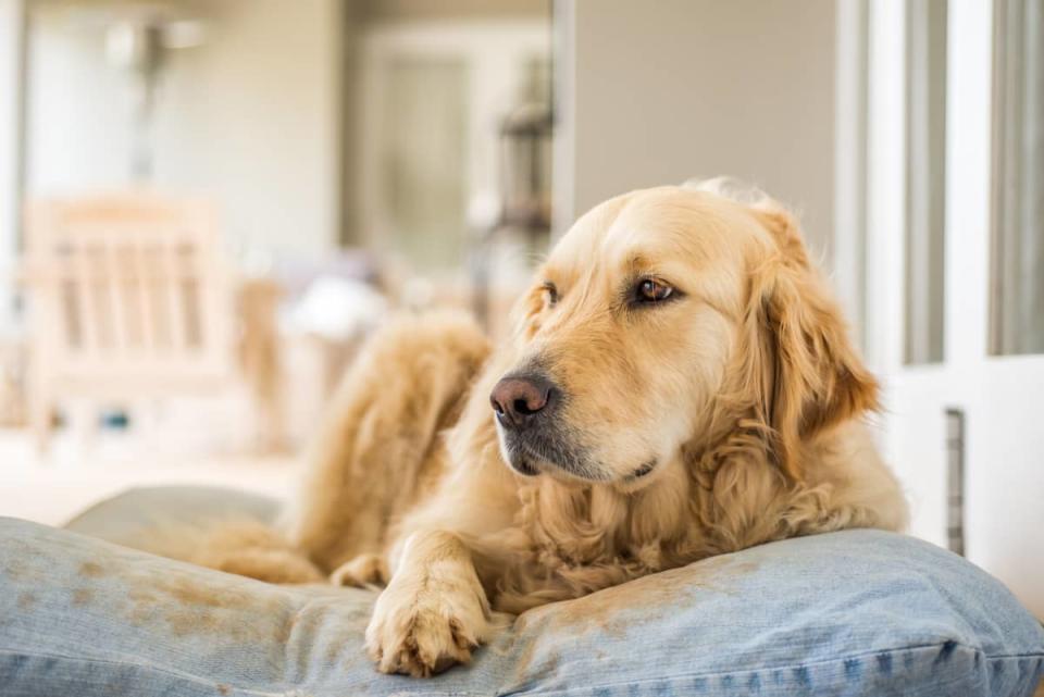 Canine Dad Lists Ridiculous Causes His Golden Retriever Will not Survive In The Wild