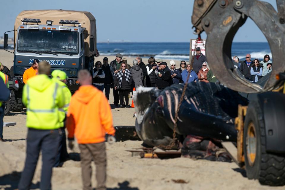 First responders and a Monmouth County work crew load a dead whale onto the back of a flat bed truck to be hauled away from Whiting Avenue Beach. The beached whale was the eighth to have died on or near the New Jersey’s coast since early December.