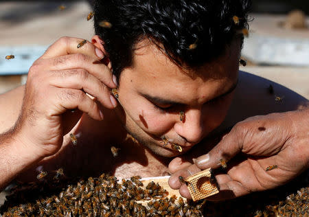 Mohamed Hagras, 31, uses hormones of queen bees at his performance of the "Beard of Bee" before the upcoming Egyptian Agricultural Carnival of Beekeeping in his farm at Shebin El Kom city in the province of Al- Al-Monofyia, northeast of Cairo, Egypt November 30, 2016. Picture taken November 30, 2016. REUTERS/Amr Abdallah Dalsh