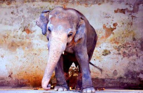「世界上最孤獨的大象」Kaavan即將離開生活35年的伊斯蘭堡動物園，再也沒有鍊鎖控制牠的行動了。 （圖片翻攝／Pakistan Animal Rights Movement）
