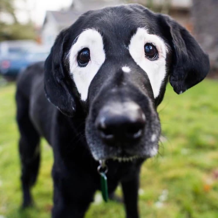 Der 14-jährige Labrador schenkt Kindern neues Selbstvertrauen (Bild: Instagram / white_eyed_rowdy)