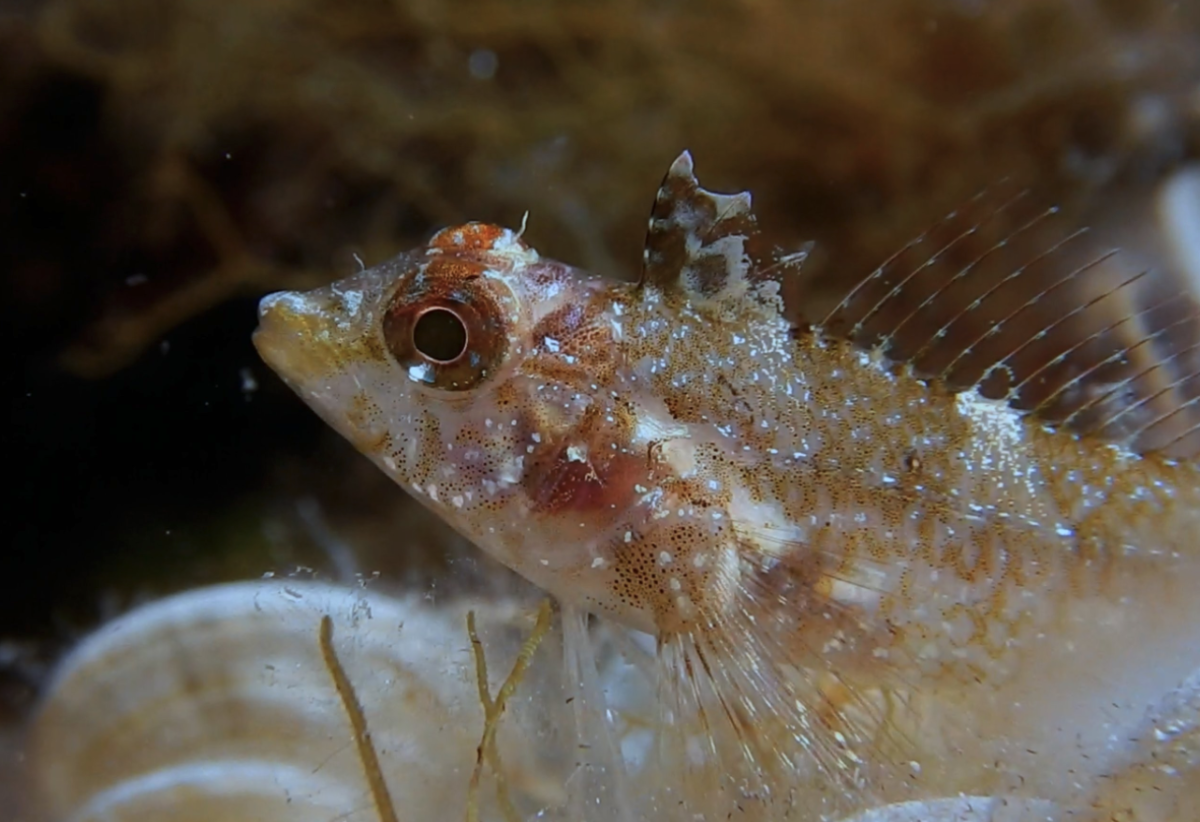 Bizarre deep-sea fish can turn its eyes into multi-color flashlights