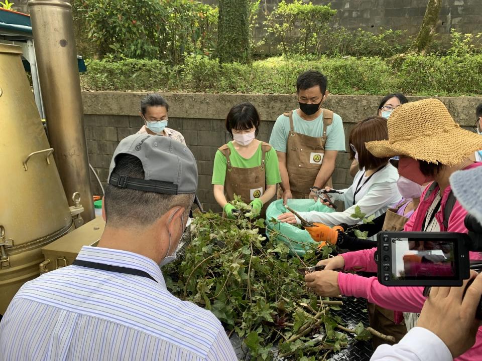 在新北坪林修整楓香枝葉，準備蒸餾精油。（圖片提供／林業試驗所）