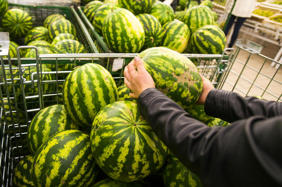 Am Klang kann man den Reifegtrad einer Wassermelone erkennen. (Bild: Getty Images)