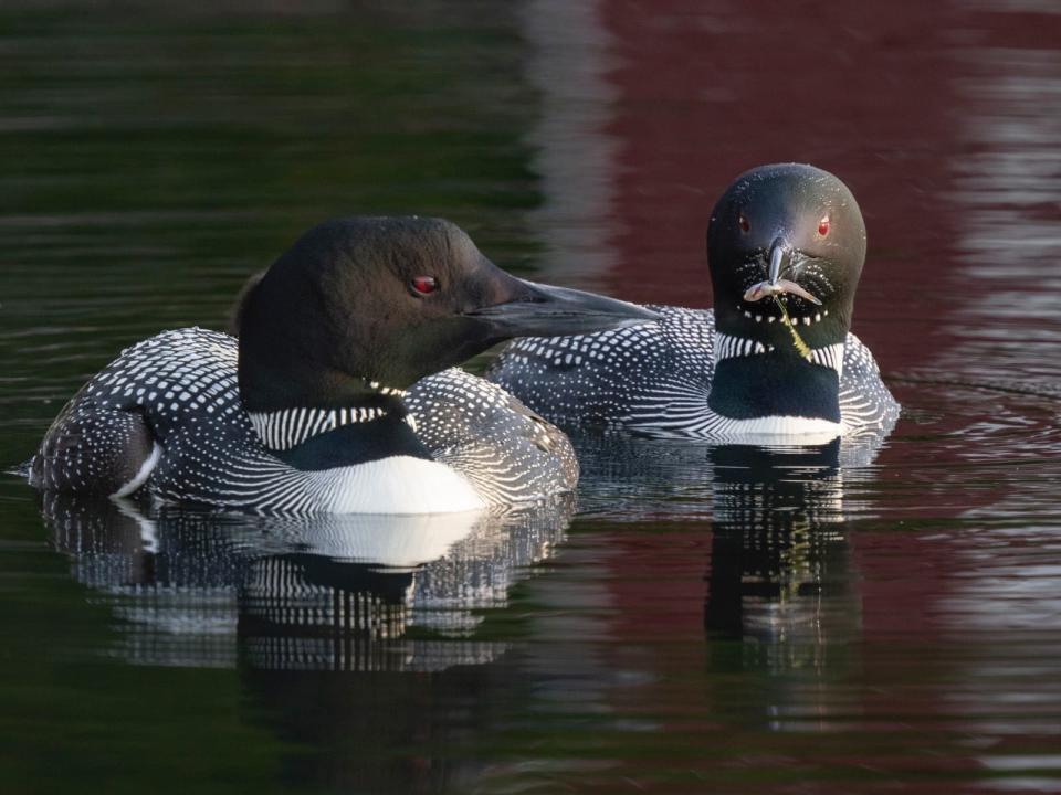 A loon pair with the one on the right holding a small fish in its beak at Lovell Lake in Wakefield, N.H.